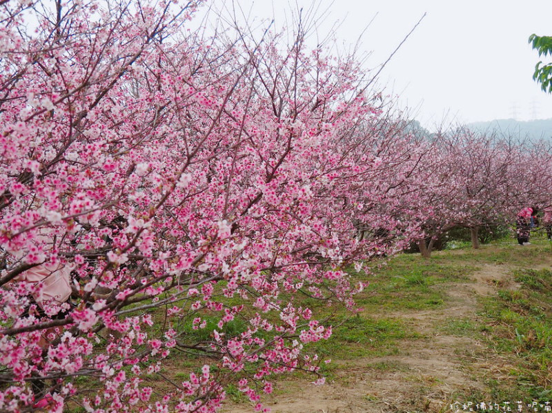 【新竹縣關西鎮】2024關西櫻花秘境｜可從振華育苗場旁邊小路進入