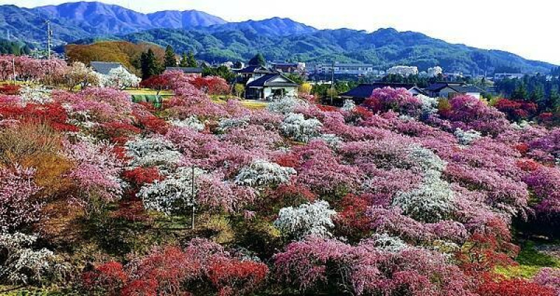 2023日本賞櫻自由行～長野縣美和湖、中沢花桃