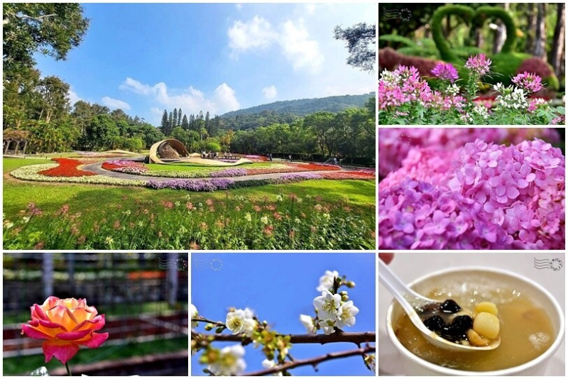 台北市士林區：梅花只開幾朵，什麼展都沒有卻依然美麗的【士林官邸】