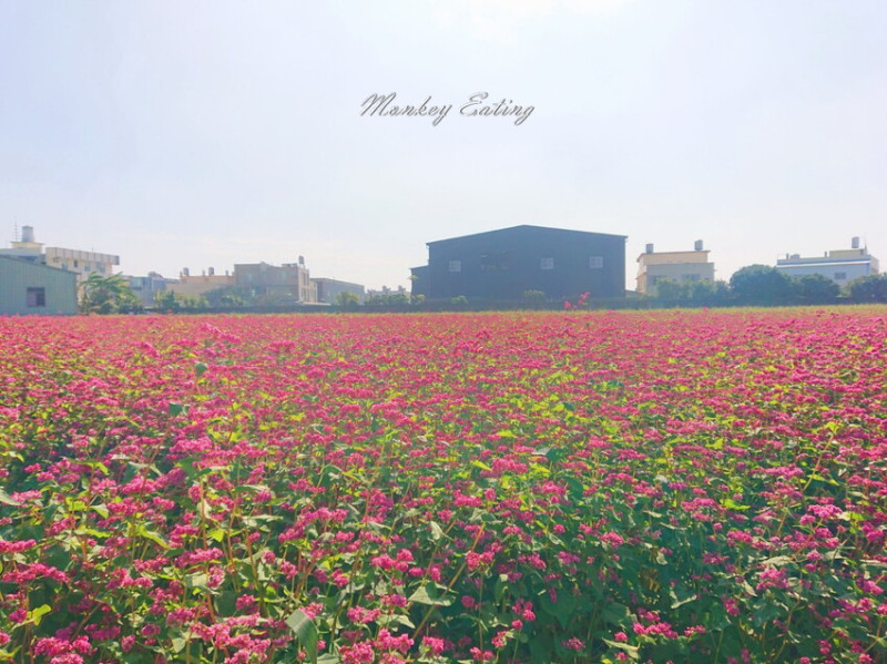 【台中景點】大雅紅蕎麥花海｜全台唯一夢幻花園秘境！免門票花海景點 - 貪吃猴的幻想