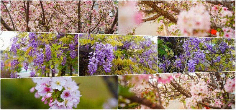 台中市沙鹿區2024台灣花期懶人包全年賞花地點看這篇！