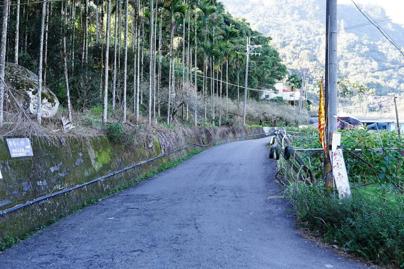 台中市新社區2024新社梅花森林｜新社賞梅秘境，新社梅花，即將滿開囉!