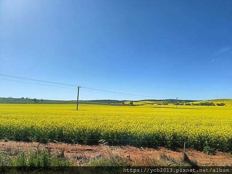 西澳餐廳／Central Greenough Cafe & Historic Settlement 歷史開發聚落午餐/近仆平風剪樹