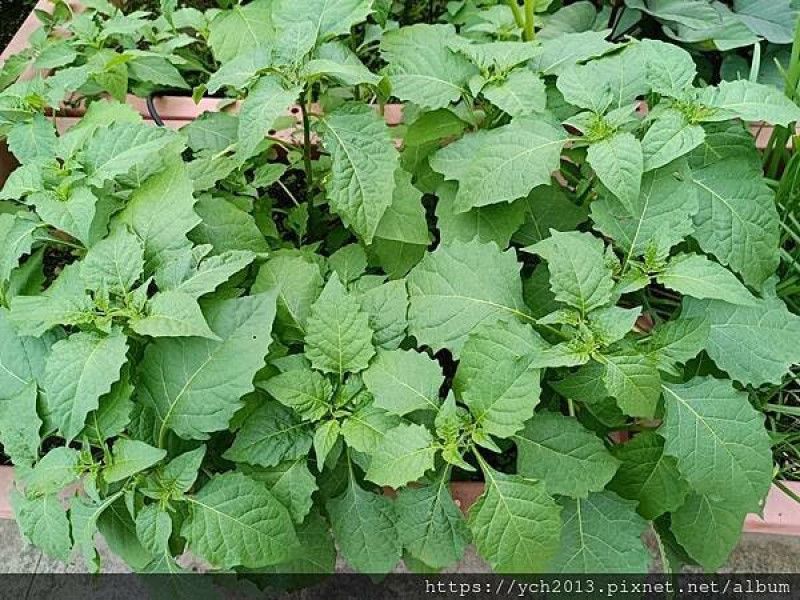 野菜料理／盆中自來生長茂盛的龍葵(烏甜仔)／煮烏甜仔糜一級棒