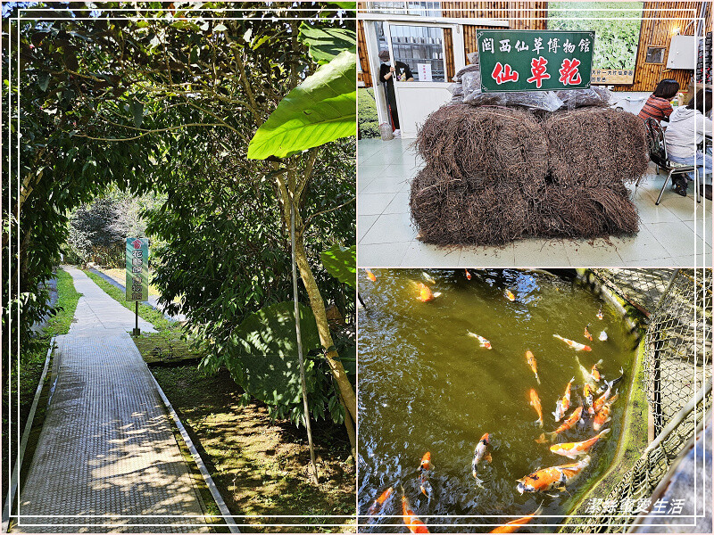 新竹縣關西鎮關西仙草博物館-新竹關西/吃仙草做仙草凍~免門票景點