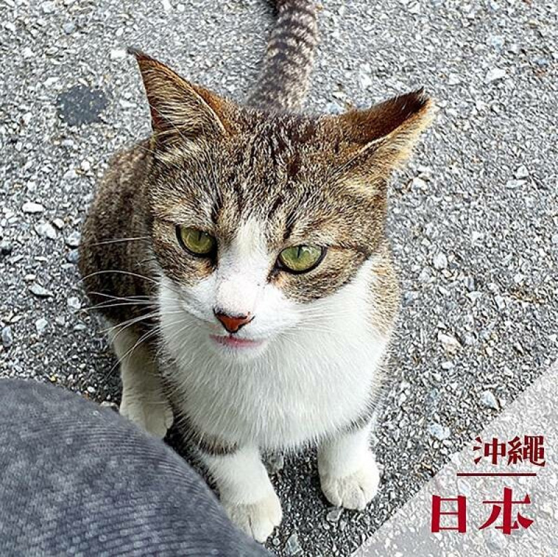 日本奧武島｜沖繩美食景點推薦 @neru.foodie / 丸の良食