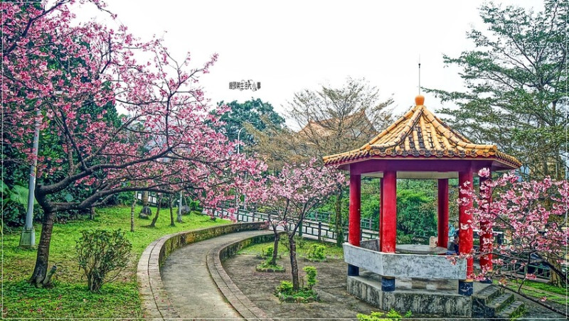 新北市新店區新店屈尺櫻花公園：現正盛放山櫻花寒櫻，快來感受櫻花的迷人風采