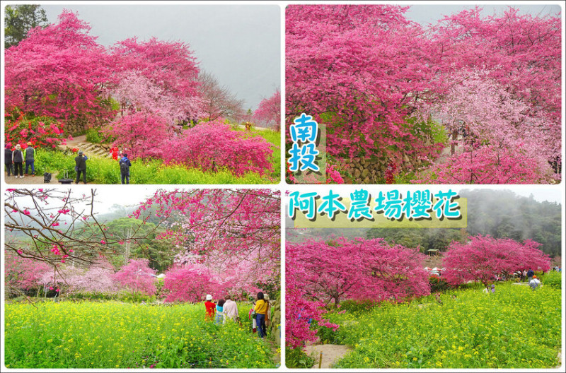 南投縣水里鄉【南投景點】2024阿本農場‧三色粉紅櫻花海‧金黃油菜花同框美景│門票‧清潔費‧停車‧接駁車‧開放時間‧寵物‧導