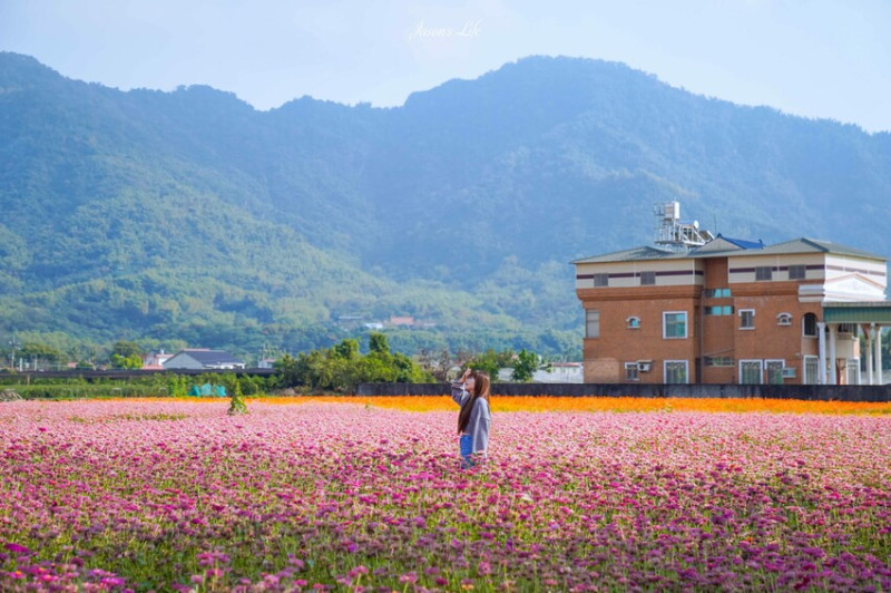 高雄市杉林區【高雄杉林｜景點】杉林花海。春節限定走春景點，一大片向日葵花海超壯觀，還有七彩波斯菊花海