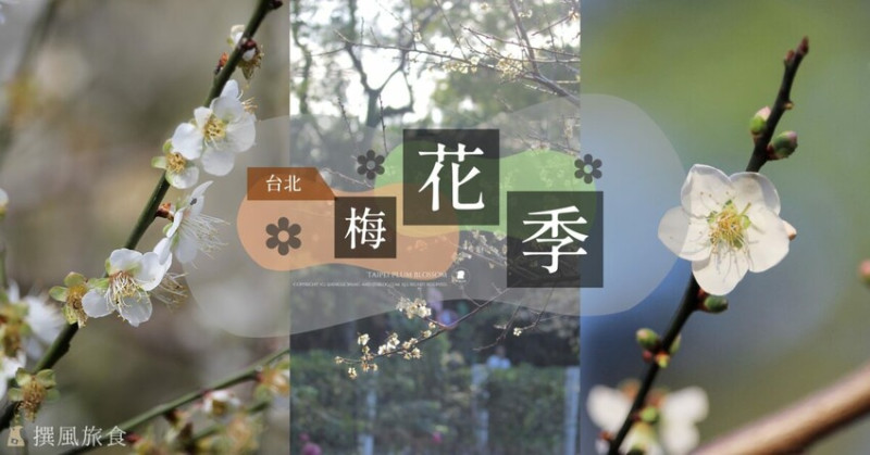 台北市中正區2024台北梅花景點整理！9個賞梅景點，捷運出站就賞花（地圖整理）