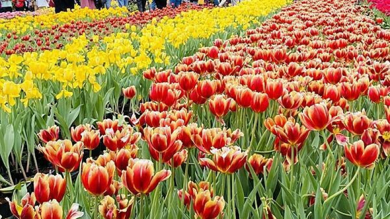 2024士林官邸鬱金香展│超美超夢幻鬱金香花海│香鬱祈福│六大必拍場景│士林捷運站銅板美食│一起來台北賞花祈福（2024/2/25最新花況分享）