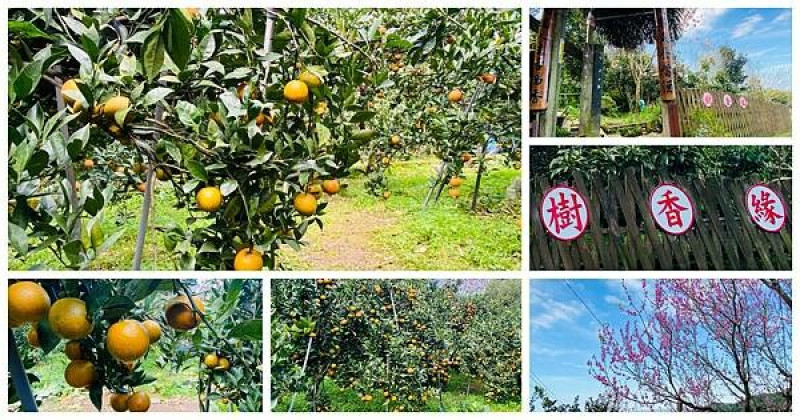 淡水採橘秘境│樹香緣│隱身在楓樹湖柑橘園│可以一邊賞花一邊採橘子│滿山遍谷飽滿多汁香甜橘子好療癒