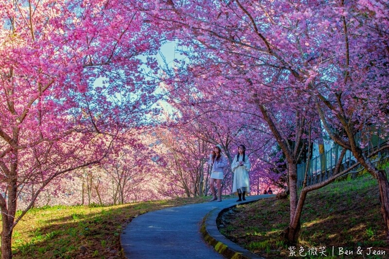 台中市和平區2024福壽山農場千櫻園櫻花季一日遊攻略