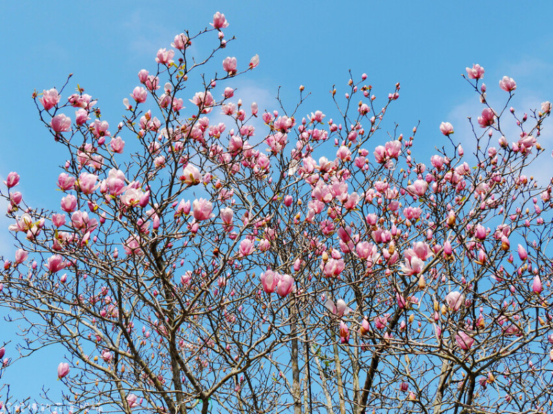 【新北市三峽區】2024白雞行修宮花季：辛夷花、櫻花、碧桃花｜有收費停車場