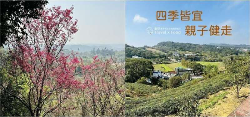 萬株櫻花林唯美浪漫，芒草落羽松各有千秋。春暖花開，踏青健走好風光。秀才登山步道，全家一起來！（2/17花況） @魚兒 x 牽手明太子的「視」界旅行