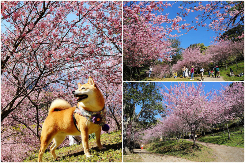 悠然秘境小屋。桃園賞櫻新秘境，2000株櫻花海「櫻花炸開」美景驚人！每車只要100元拍到飽！