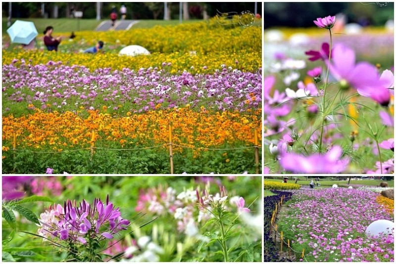 台北2024古亭河濱公園花海：大波斯菊、醉蝶花，錦繡新店溪畔，走春最佳去處