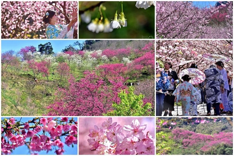 香水櫻閃耀，新北三峽【大熊櫻花林】：六品種輪流綻放的深山櫻花仙境