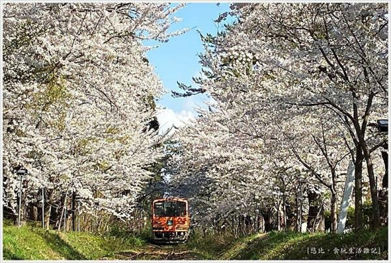 [日本東北|青森 津輕半島。日本櫻花名所百選 芦野公園 蘆野公園]