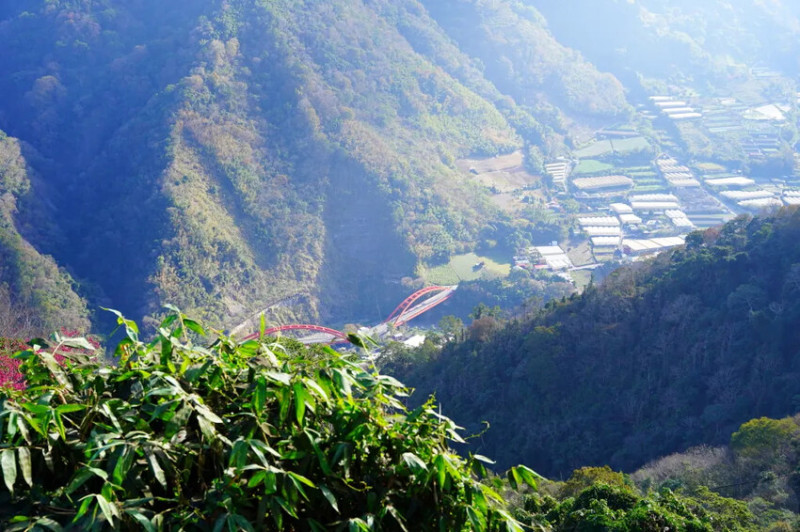 南投縣信義鄉2024望高茶園櫻花森林｜隱藏在山坡下的櫻花林，浪漫登場!