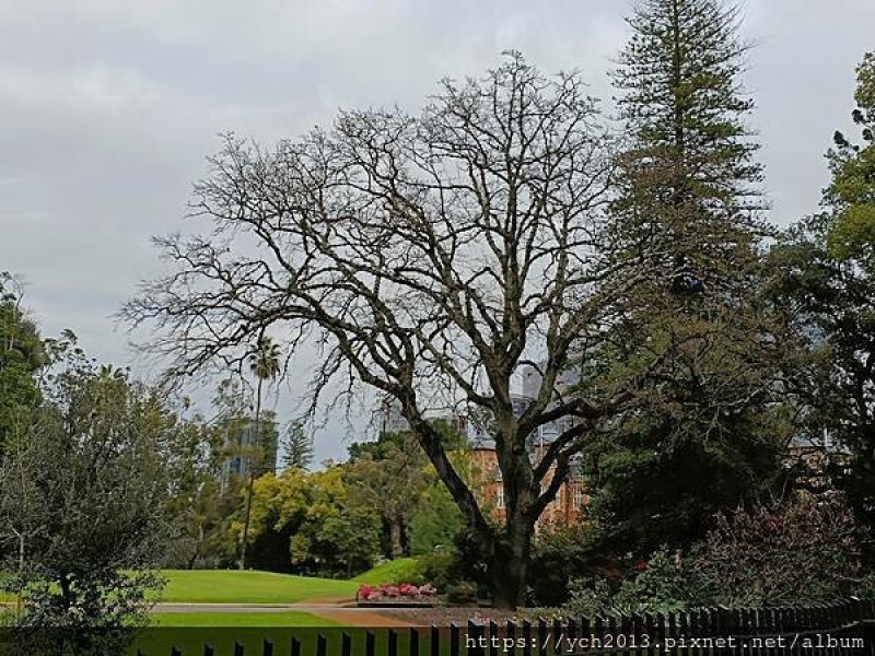 西澳伯斯市區前往Hillarys渡輪碼頭／搭船前往羅特尼斯島