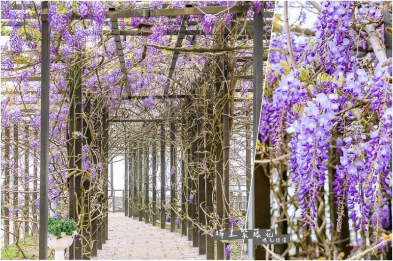 瑞里紫藤花季 | 阿里山紫藤花季不能錯過瑞里！超多花點讓你一路拍不完～ | 捲毛阿偉