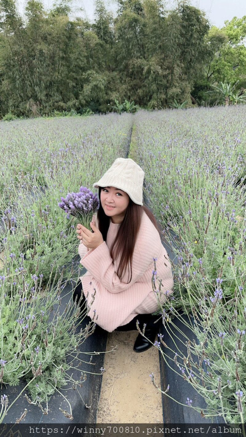 苗栗縣頭屋鄉苗栗／頭屋景點薰衣草導覽【葛瑞絲香草田】3~5月薰衣草花季免費入園 7000坪薰衣草田免費拍！獨創75度C低溫