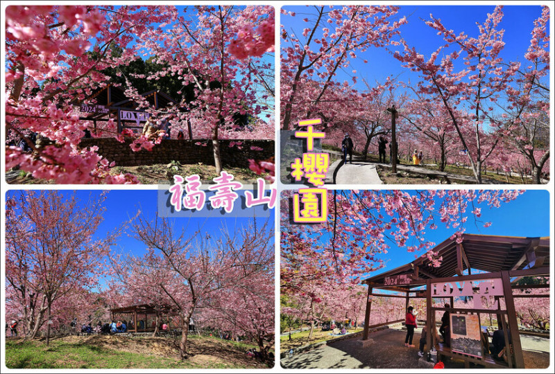台中市和平區【台中景點】2024福壽山農場‧千櫻園昭和櫻富士櫻盛開│季節限定美景│行程規劃│門票‧營業時間