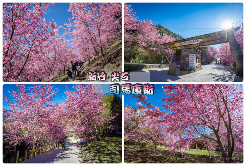 新竹縣尖石鄉【新竹景點】2024司馬庫斯櫻花季‧昭和櫻怒放美景│上帝的部落│賞櫻一日遊‧熱門景點│櫻花季時間‧管制地點‧管