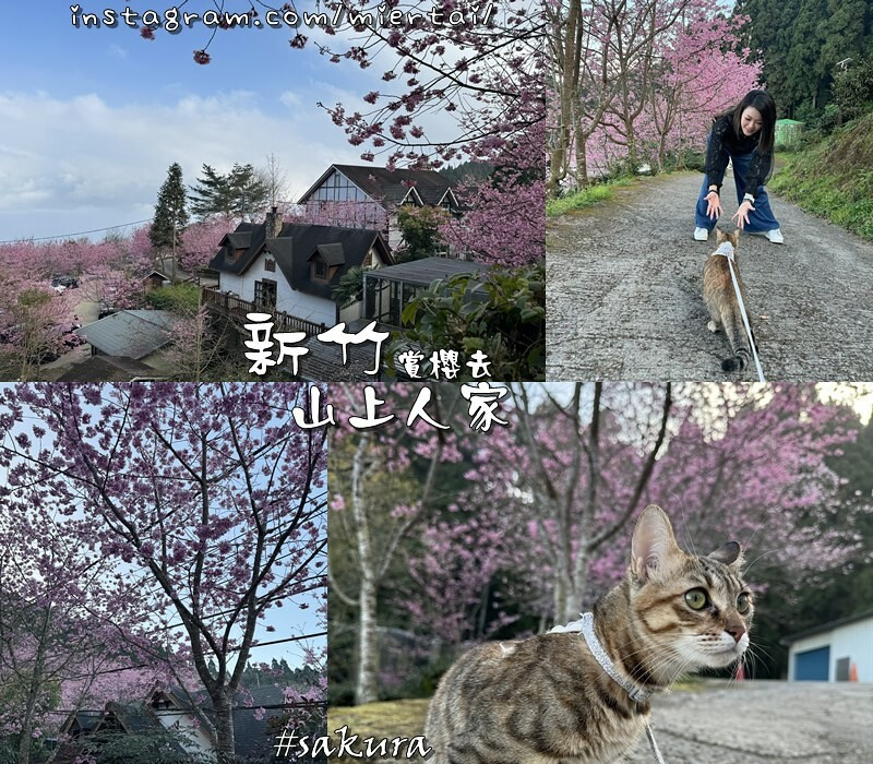 新竹|| 雲端上的賞櫻秘境 茶田櫻花隧道 上山賞櫻花 山上人家 絕美晚霞星空地點