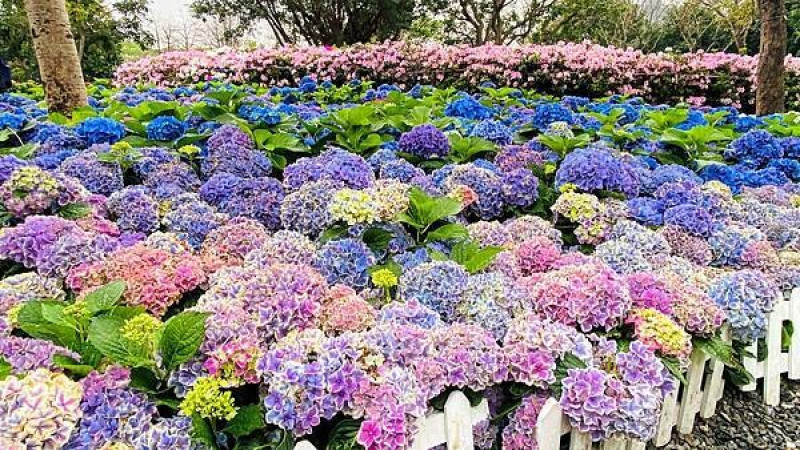 2024台北杜鵑花季│大安森林公園│同時欣賞繡球花、醉蝶花、薰衣草(2024/3/15最新花況分享)│森林公園中的城市花園│台北京站美食