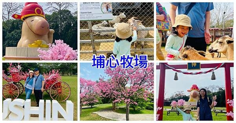桃園親子景點|埔心牧場|萌萌村近距離與水豚君互動|金豬押寶樂|牛仔趕羊秀|2024櫻花季|親手體驗擠牛奶|桃園親子旅遊