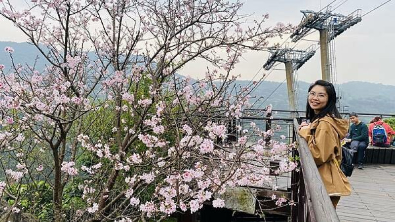 北北基桃卡│貓空纜車│貓空美食│俯瞰滿山粉櫻色花海│台北賞櫻秘境│指南宮櫻花季（2024/3/16最新花況分享）