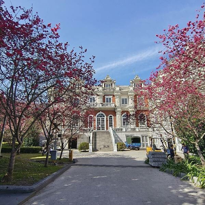 南投縣魚池鄉第30屆櫻花女王駕到-台日友好最美展現，九族櫻花季最美綻放