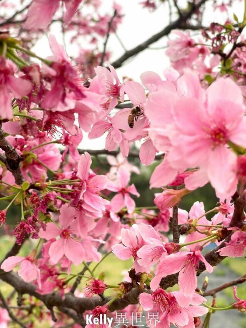 |桃園中壢景點 聖德路櫻花巷 隱藏在巷弄之間的櫻花步道 粉嫩嫩富士櫻盛開美到炸翻|
