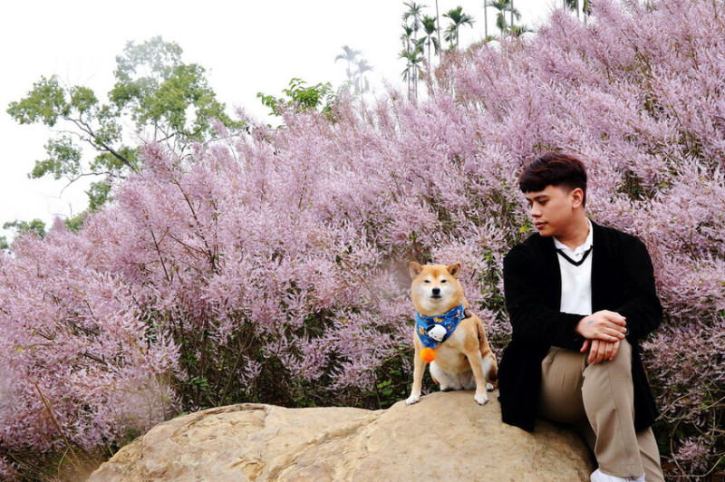 瑰蜜甜心玫瑰園，2024南投中寮熱門打卡景點，3000坪粉紅麝香木花海，仙氣飄飄的絕美秘境不能只有我知道！