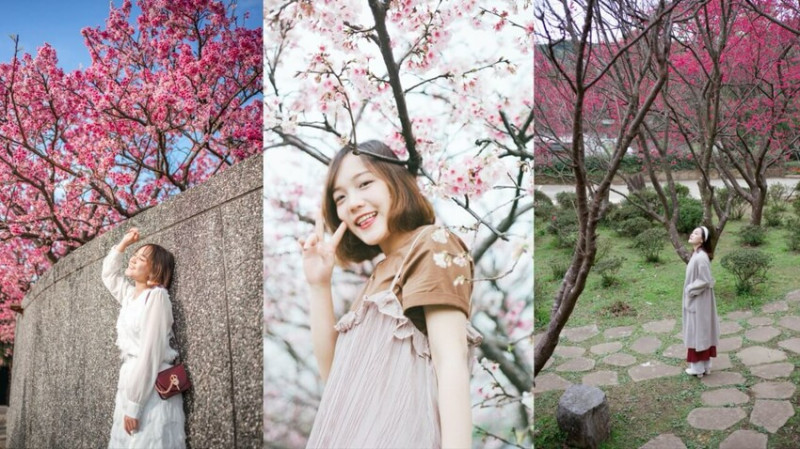 2024 台北賞櫻｜北部櫻花景點5選！開花時間、交通懶人包！