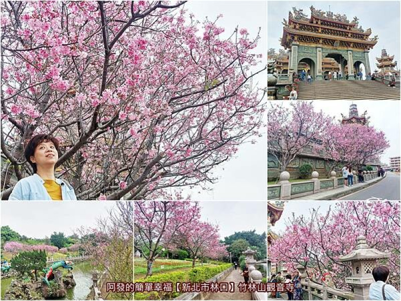 ﹝新北市林口﹞竹林山觀音寺　新北必訪！腹地廣大且令人心曠神怡的祈福與賞櫻聖地　／20240316花況／江南庭園風大公園／林口必訪賞吉野櫻景點／三月賞櫻景點