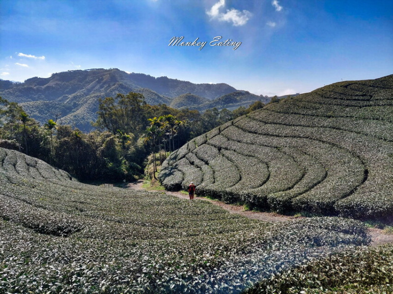 【雲嘉五連峰】漫步高山茶園的仙境小百岳，太平老街起登，連走太平山、梨子腳山、馬鞍山、二尖山、大尖山 - 貪吃猴的幻想