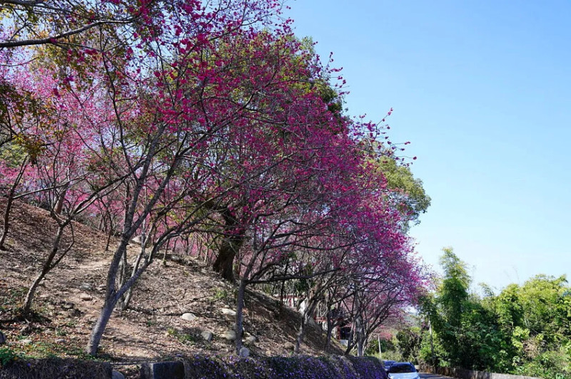 台中市新社區2024台中新社大南坡櫻花｜櫻花風暴綻放中，櫻花林隧道超美超夢幻