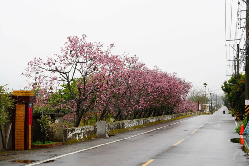 台中市新社區台中新社賞櫻推薦｜2024年興社街櫻花大道、月湖莊園櫻花林，探訪櫻花秘境