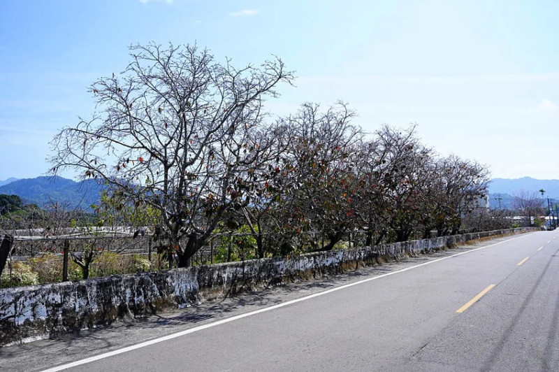 台中市新社區2024新社櫻花秘境｜私人園區，入園100元，可買水果或蔬菜抵喔!!