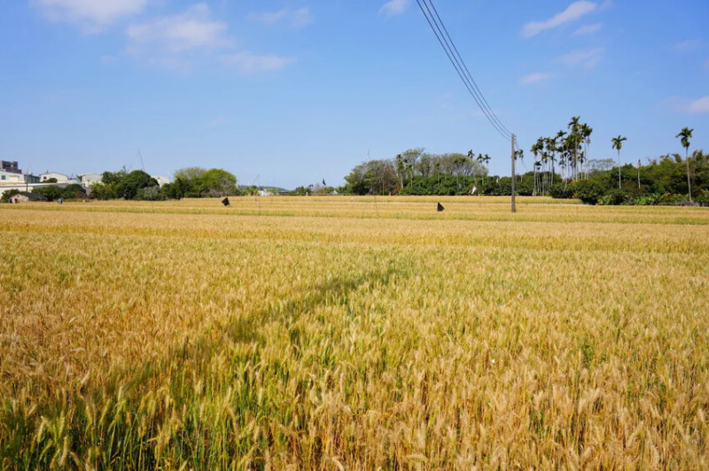 台中市大雅區2024台中大雅小麥田｜金黃麥浪美景大公開！台中必訪景點推薦