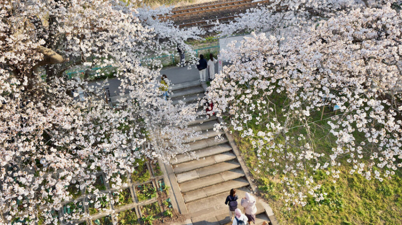 日本[日本] 白石川堤一目千本櫻｜日本絕景「東北NO.1賞櫻名所」仙台近郊景點推薦