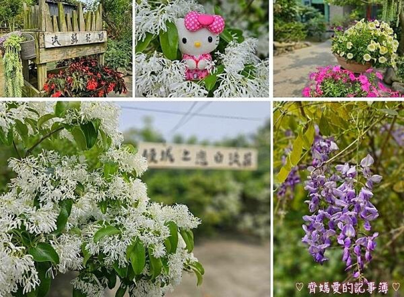 台中潭子．流蘇花園 (預約制 / 流蘇 / 紫藤)