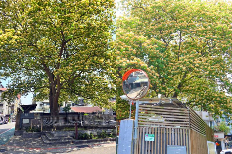 台電大樓站樹高四層樓!四月盛開台電加羅林魚木，超樹蔭光影形成美麗的街景