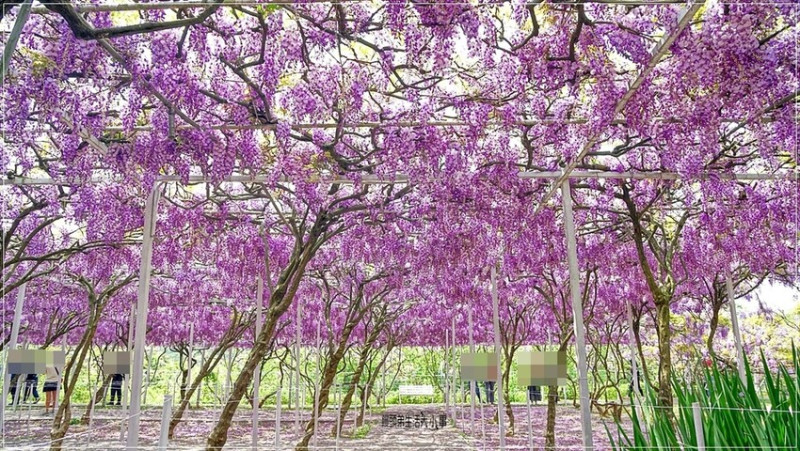 新北市淡水區台灣最大淡水紫藤花園！數千株夢幻紫藤花瀑，僅開放19天，春季必拍景點