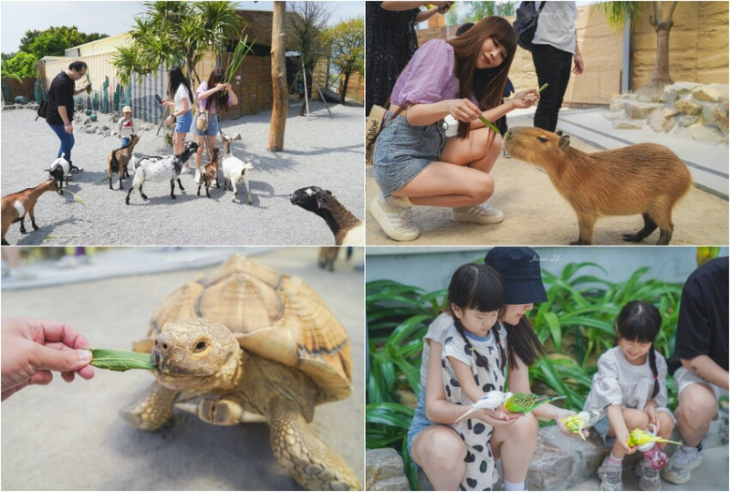 宜蘭縣礁溪鄉【宜蘭礁溪｜景點】回巢Homing。宜蘭親子景點推薦，多種動物零距離餵食，小孩放電好地方