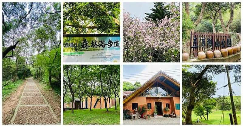 桃園森林系景點|五酒桶山步道|桃園五星級森林浴步道|山鼻山觀景平台|桃園秘境咖啡廳|桃園櫻花秘境|(2024/4/11最新花況)