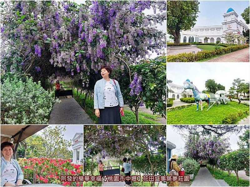 ﹝桃園市中壢﹞花田盛事築夢莊園　夢幻浪漫的紫羅蘭色許願藤廊道瀑布　／錫葉藤／中壢四月賞花／0414花況